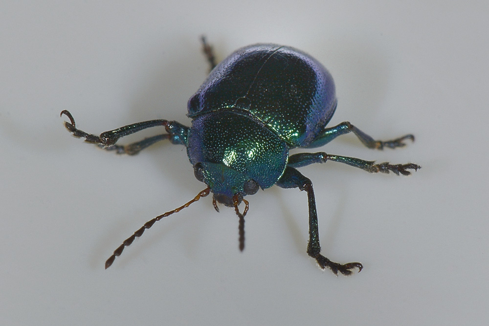 Chrysomelidae: Colasposoma dauricum